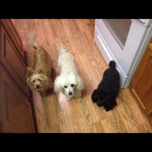 Meet your Posher, Kelli